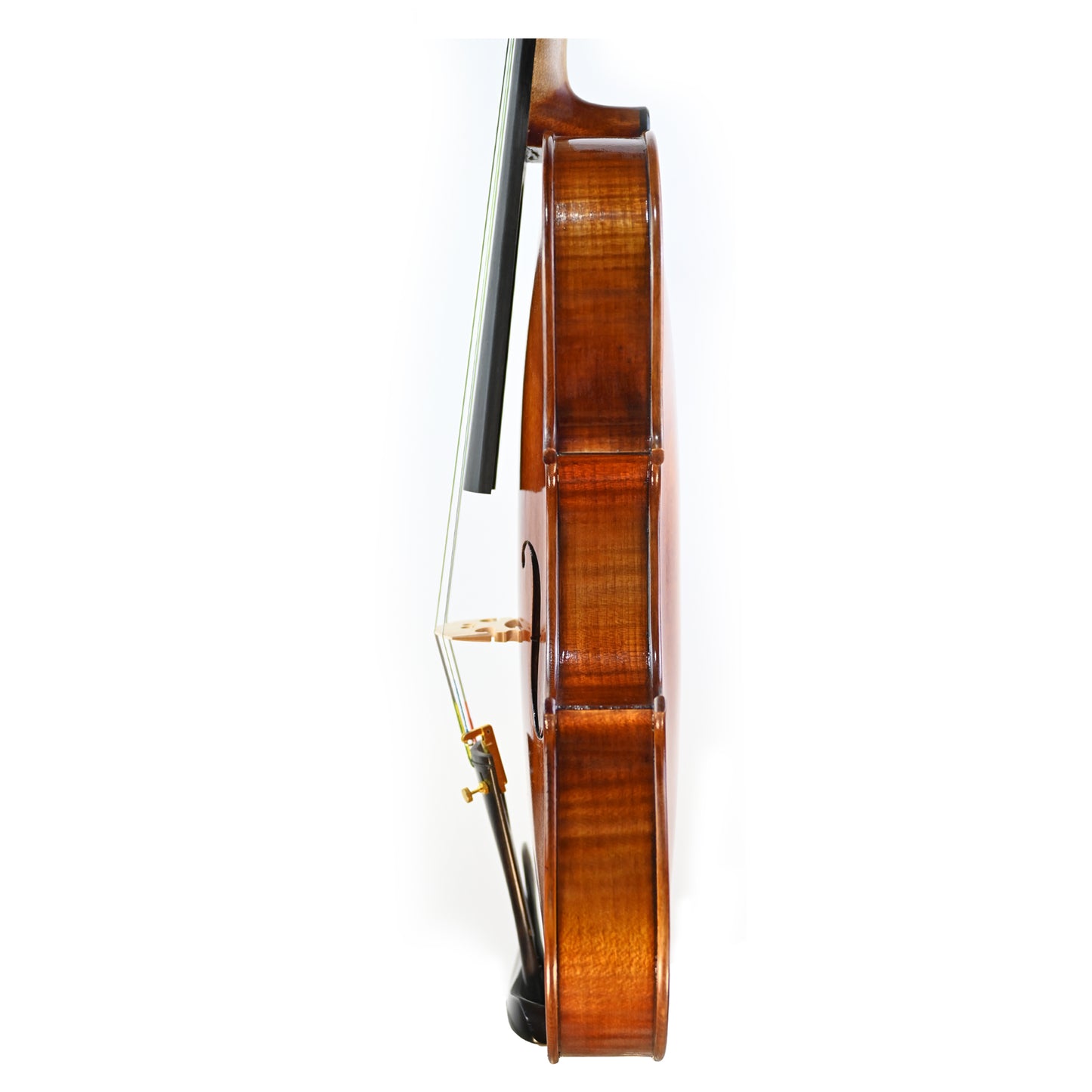 7029 intermediate viola left rib