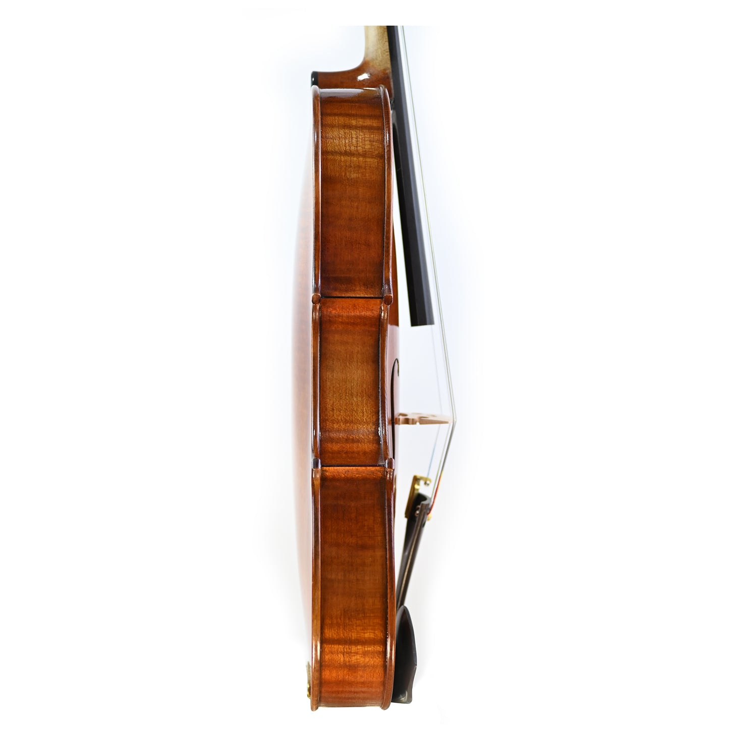 7029 intermediate viola right rib