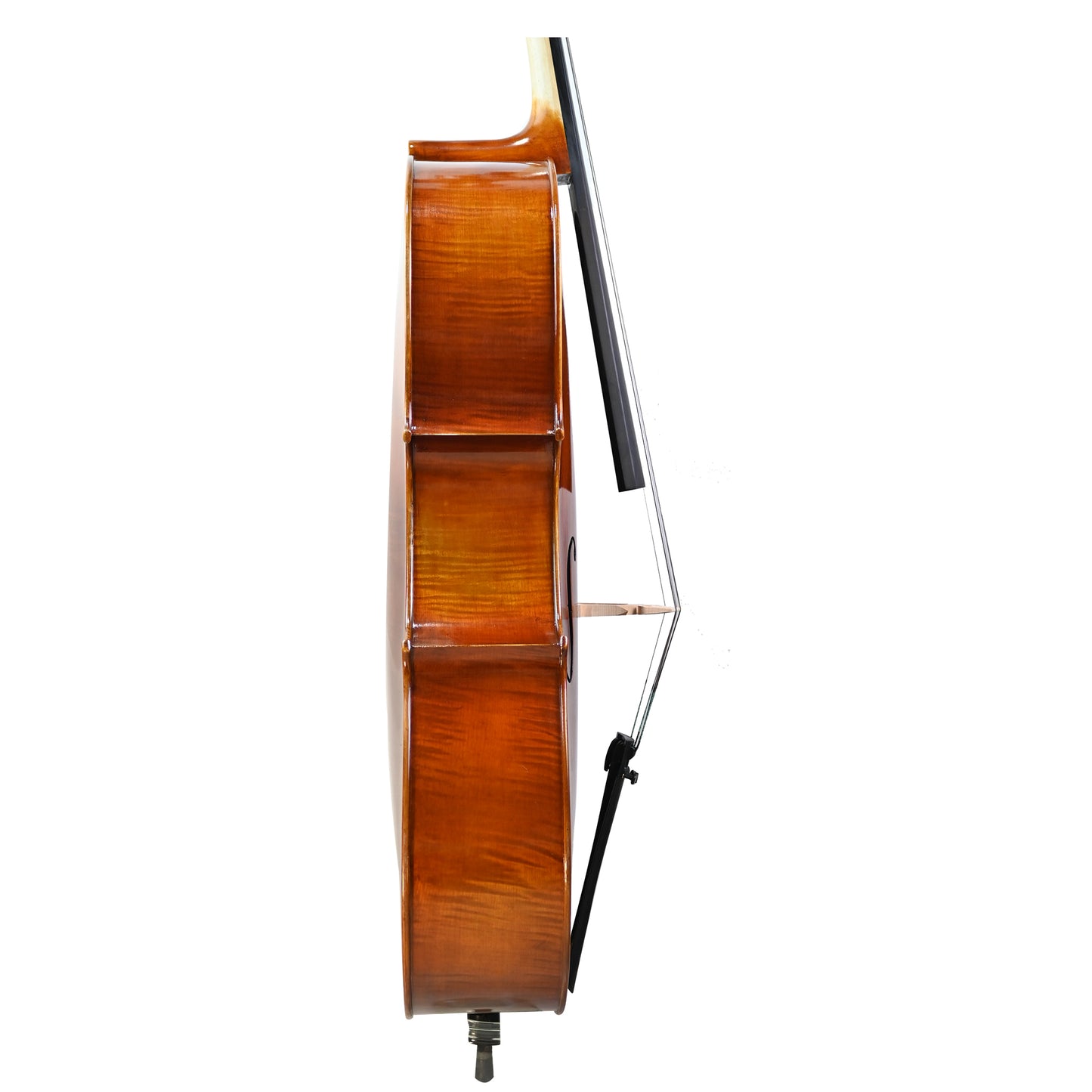 7036 intermediate cello right rib